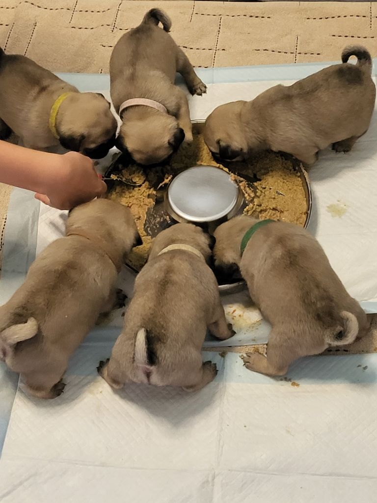 chiot Carlin Des Etoiles De Ruby